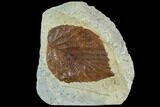Fossil Leaf (Beringiphyllum)- Montana #106256-1